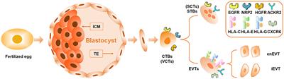 Crosstalk Between Trophoblasts and Decidual Immune Cells: The Cornerstone of Maternal-Fetal Immunotolerance